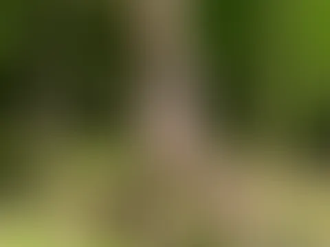 Waldfotos im Strumpfdessous