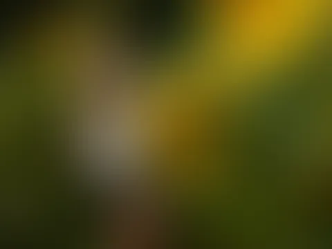 Nackt im Sonnenblumenfeld 18+