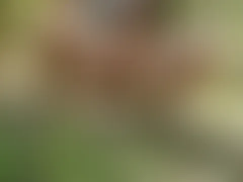 Natursekt compilation