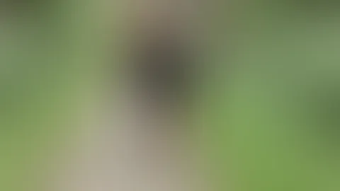 Outdoor s*x with the forest monster
