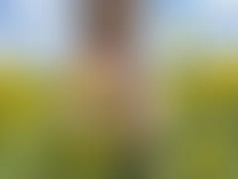 Bin ich deine Rapsfeldversuchung 🌾✨?