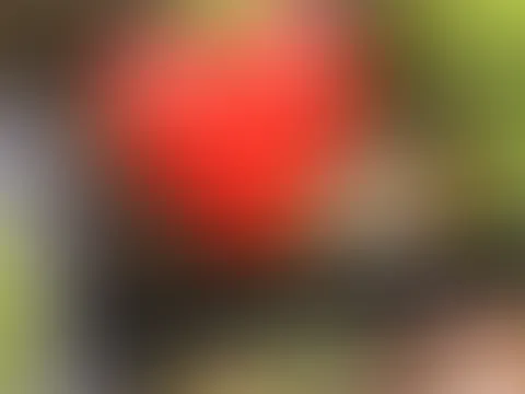 #1 Outdoor Blowjob Video