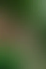 Grüne Schwalbe Dessou und Akt