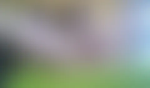 Wunsch Video