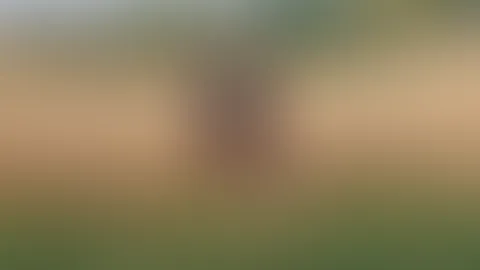 Ländlicher Morgen-Vibe... 🌾🖤