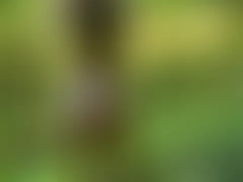 Verboten im Wald🤤