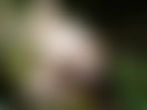 kommst du mit mir in den wald