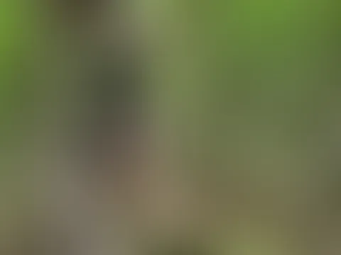 Im schwarzen Nylonkleid im Wald