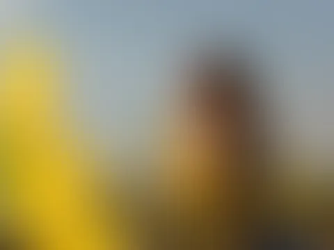Mein schönes Sonnenblumenfotoshooting