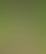 Im Wald đ