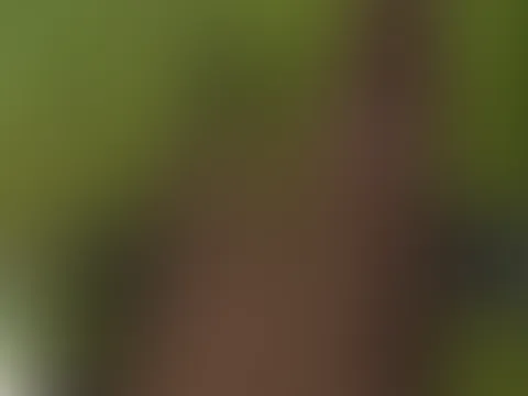 Spazieren gehen und im Wald es mir machen