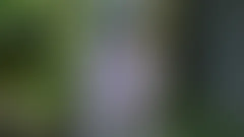 Do you like the woods?