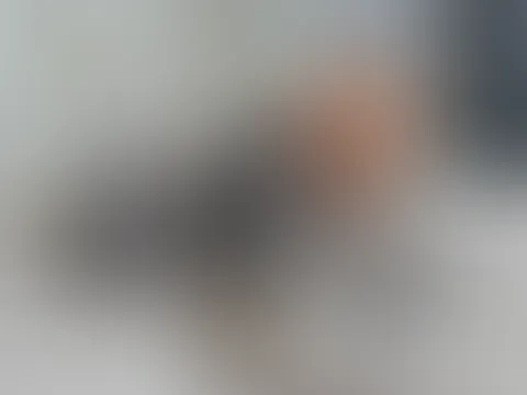 Doch lieber die Katze drinnen?