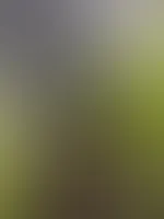 🌿🍂🍃