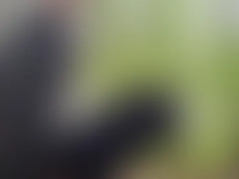 Ns Kundenwunsch Video