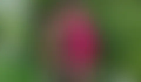 User Dreh - und dann gleich mit 2 Mietzen