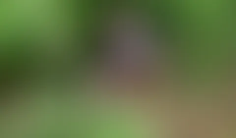 Teil 1. Ich ging im Park spazieren und hatte ein starkes Verlangen, mich selbst zu befriedigen.