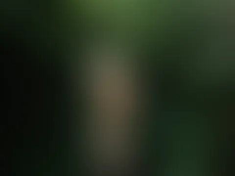 🔥🌿🍃🌱