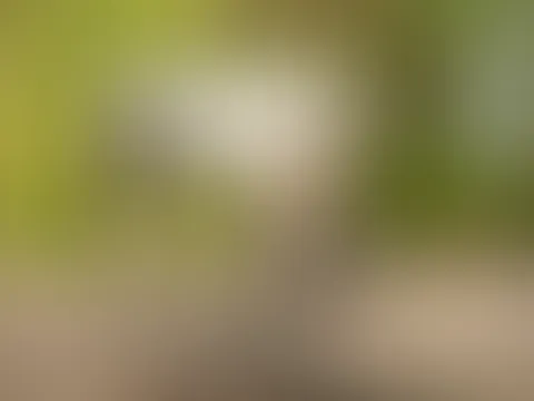 Majestät trifft auf Verführung. 🖤🐎