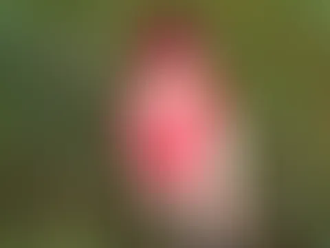 Sexy im Mohnfeld