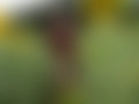 Ich bringe euch bisschen Sonne!