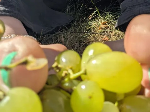 Trampling Grapes in Garden with türkis toeth