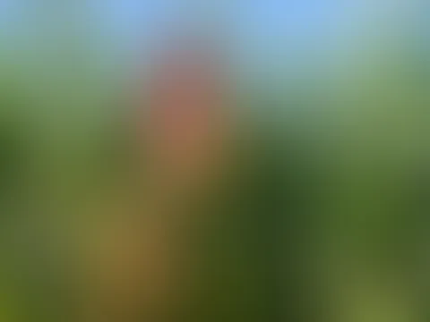 Maisfieber 18+