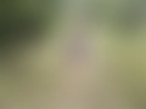 Geiler A***h im Wald – Fremder f**kt mich durch & spritzt mir ins Gesicht!