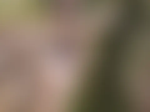 Shooting im Wald 🌲
