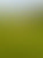 Ein gruss aus dem Feld