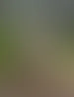 Im Wald kann man wirklich viel machenðŸ¤