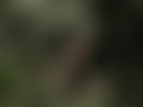 🌿🌱🍃