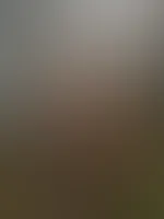 Waldspaziergang ist das zu gewagt hi